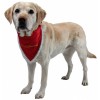 Collare Natalizio con bandana per cani 