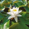 Nymphaea Fiore Bianco 