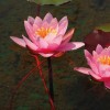 Nymphaea Fiore Rosa 