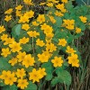 Caltha Pallustris 