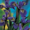 Iris Versicolor 