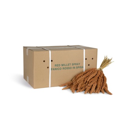 Panico in Spiga Rosso Sfuso Cartone da 15 Kg
