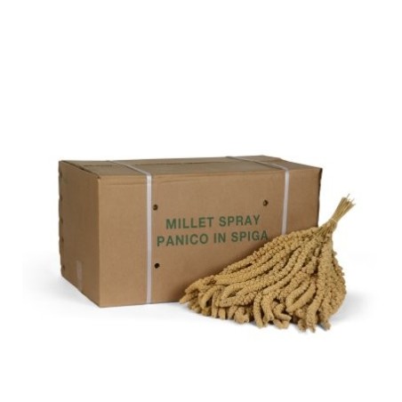 Panico in Spiga Giallo Sfuso Cartone da 15 Kg